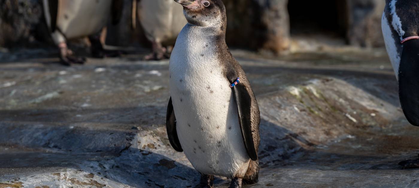 Drei Neuzugänge im Kölner Zoo