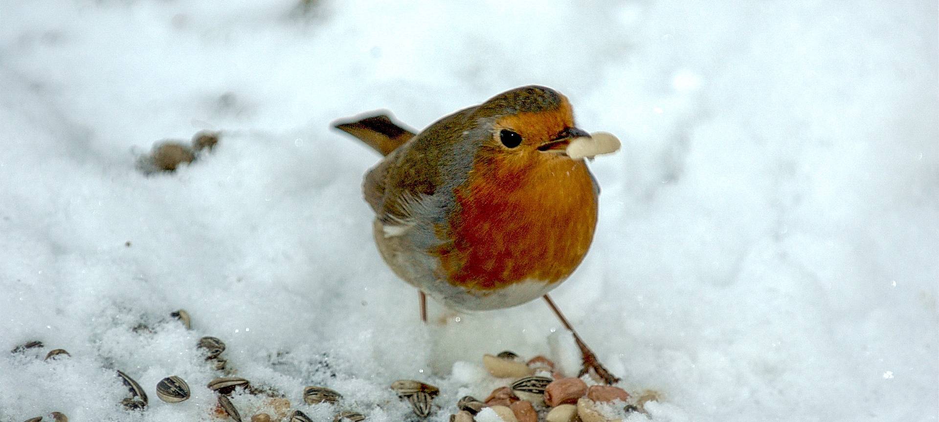 Ab jetzt werden wieder Vögel gezählt