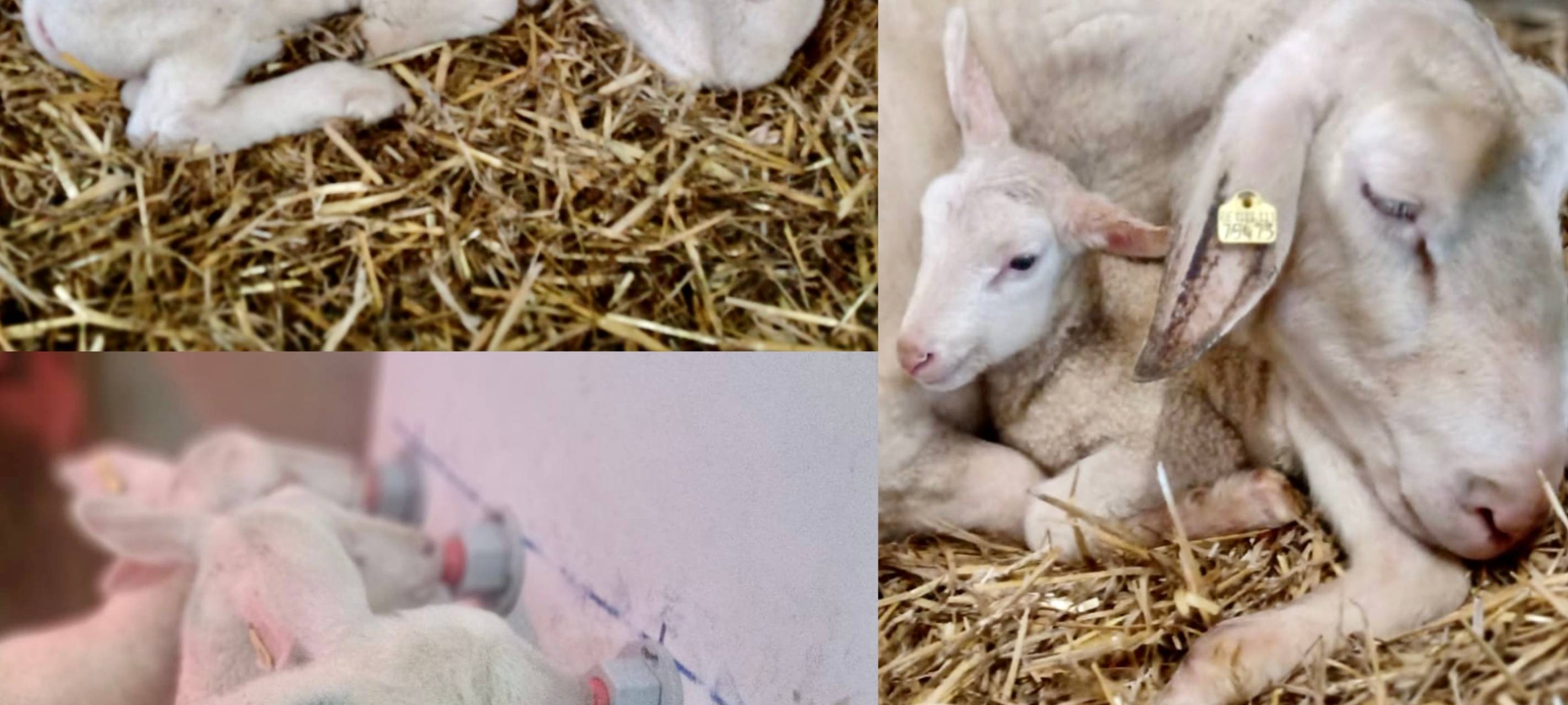 Zweimal Schaf-Vierlinge in Hückeswagen