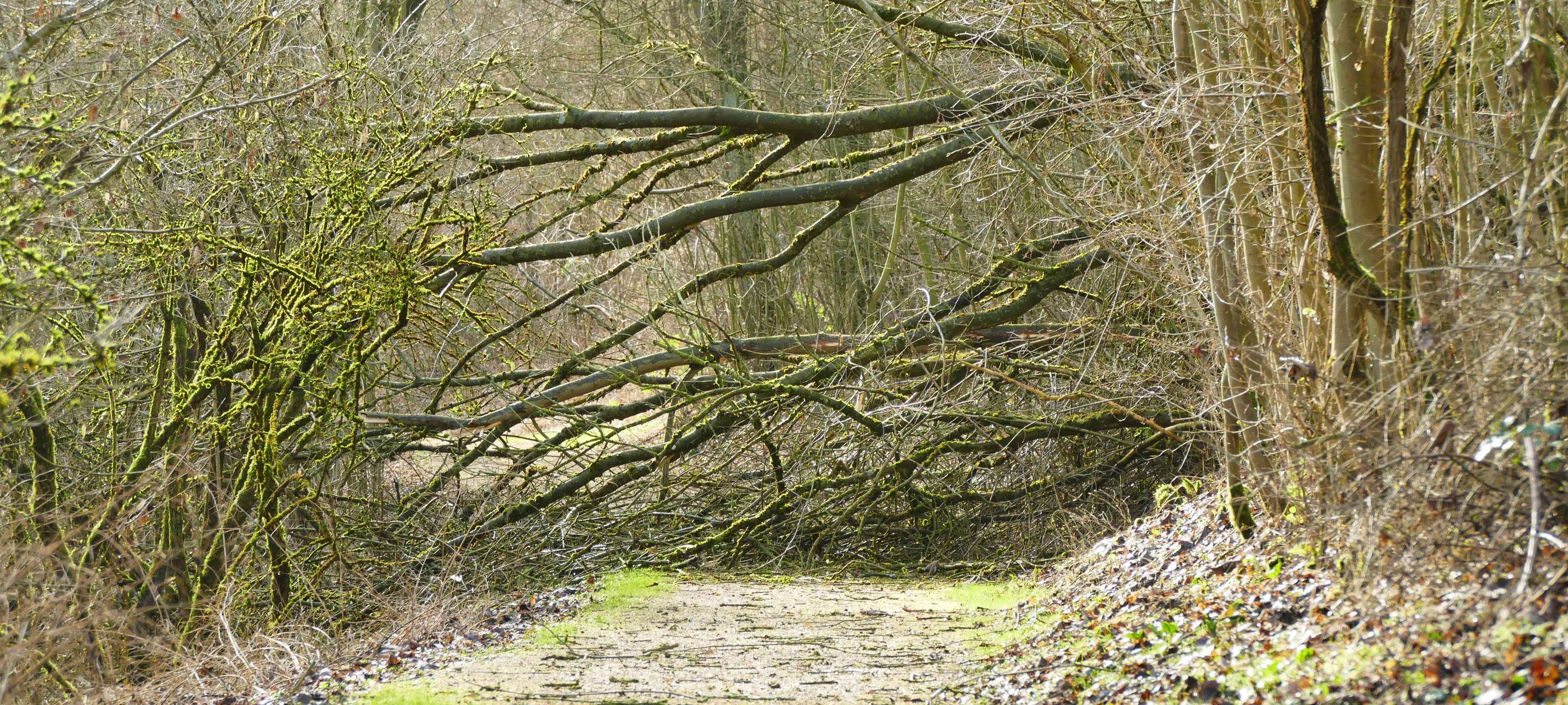 Bäume im Lerbacher Wald werden kontrolliert