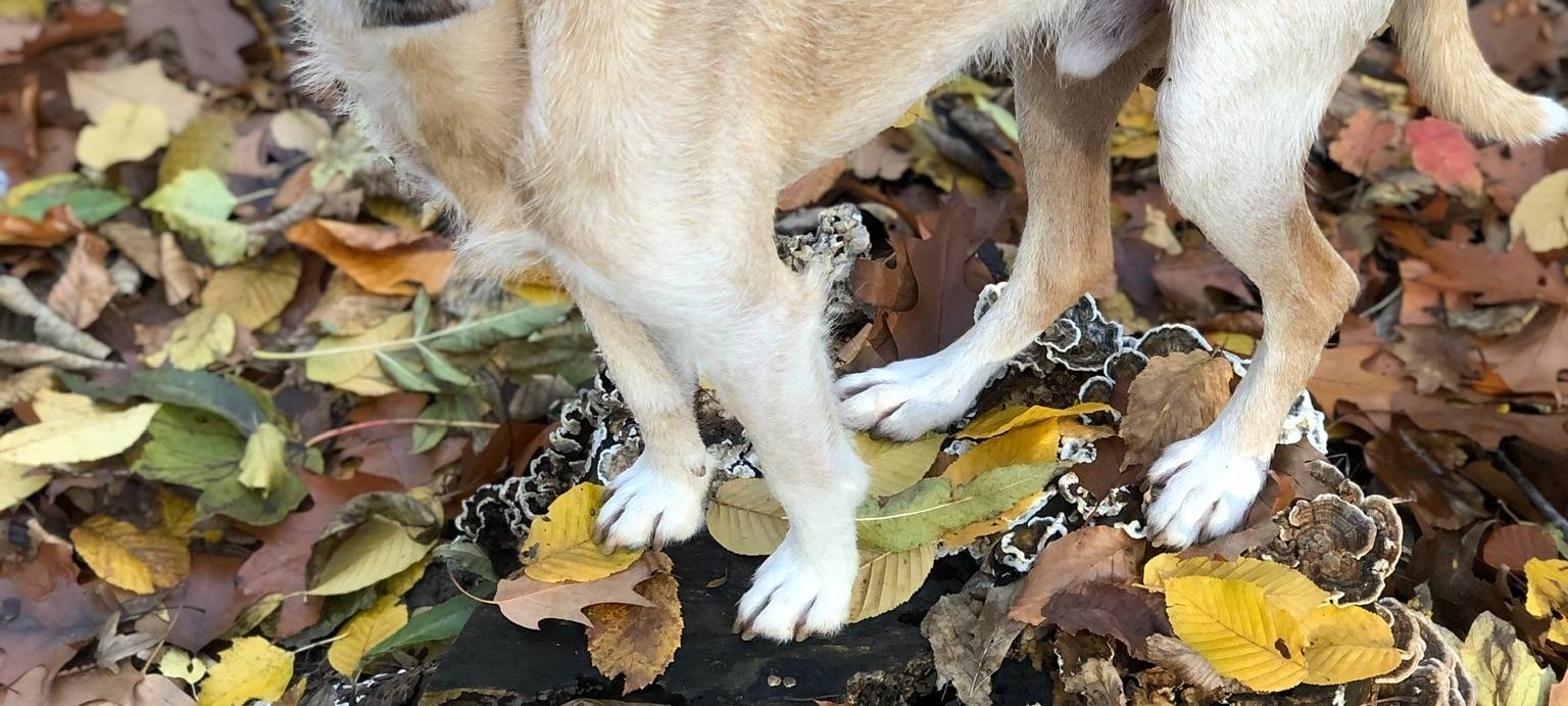 Hund Henry am Großhurdener Berg in Overath entlaufen