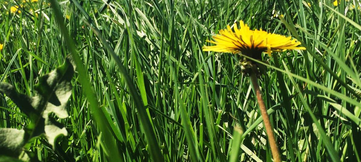 Kürten will Klimaschutzsiedlung