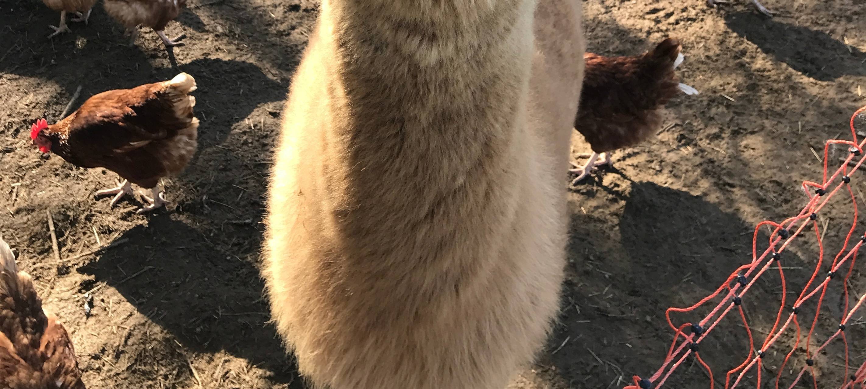 Eiershagen: Unser Osterdorf im Bergischen