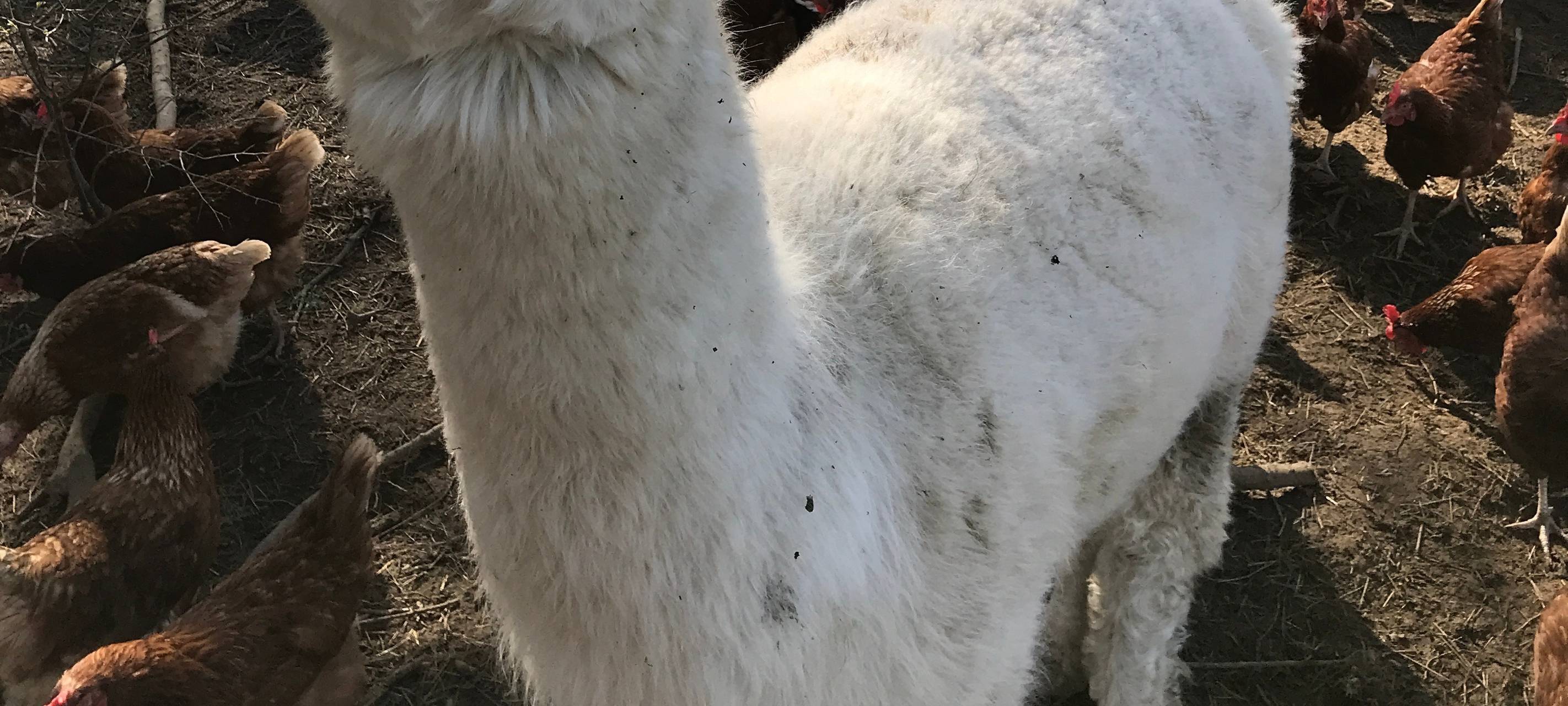 Eiershagen: Unser Osterdorf im Bergischen