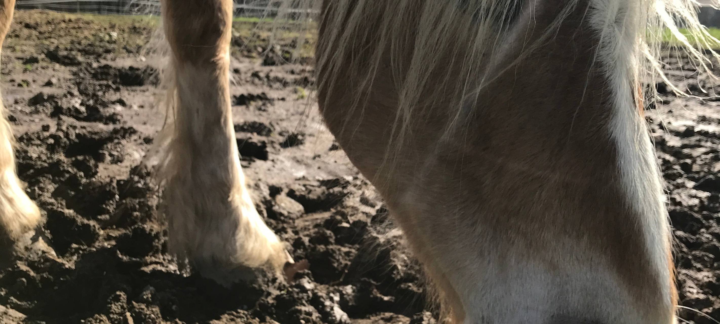 Eiershagen: Unser Osterdorf im Bergischen