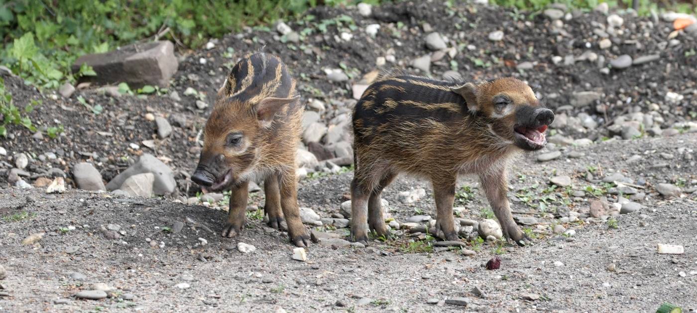 Kölner Zoo: Nachwuchs bei Pinselohrschweinen