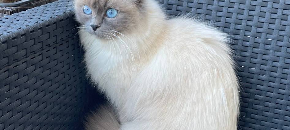 Birma Katze Chica in Overath-Steinenbrück vermisst