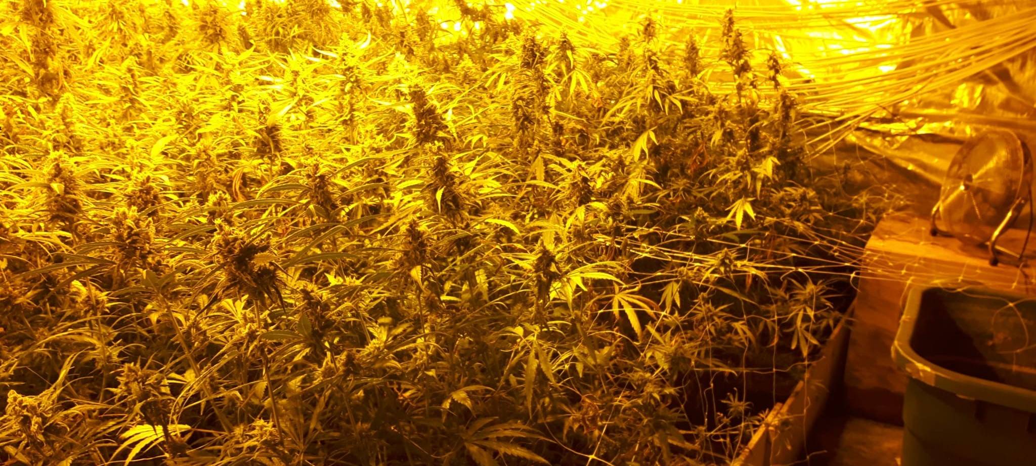 Professionelle Cannabisplantage in Hückeswagen entdeckt