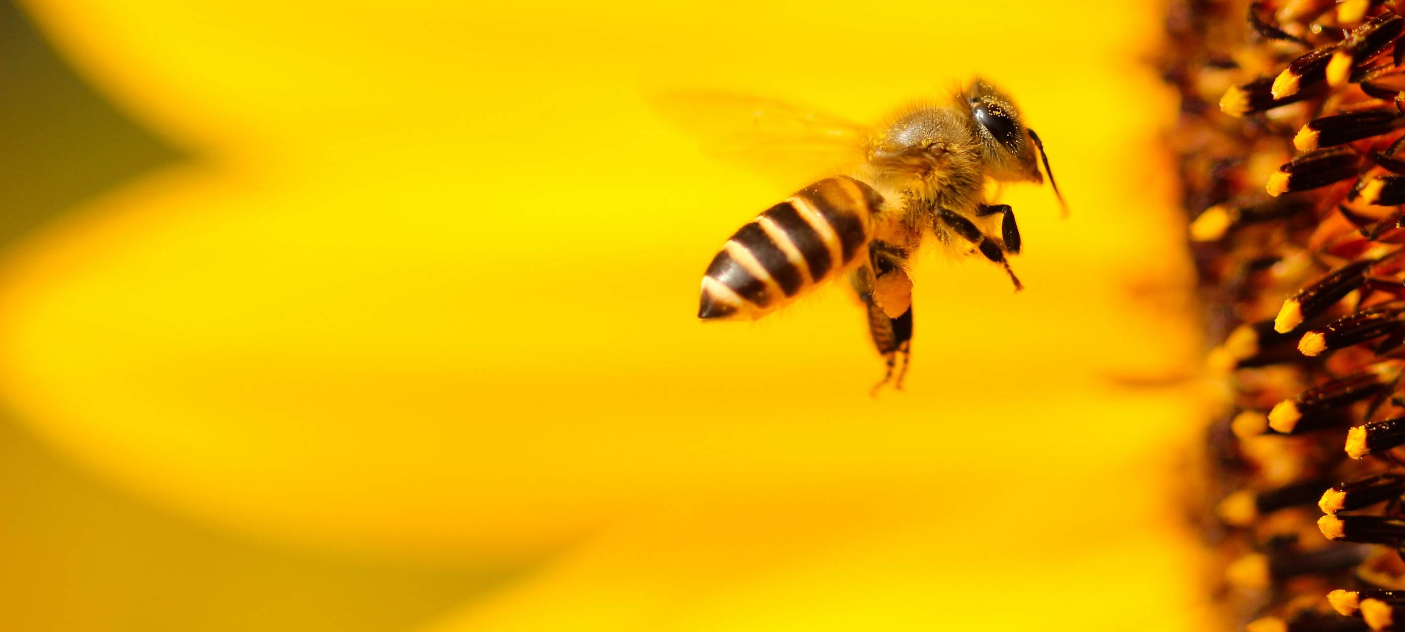 8 Fakten zum Weltbienentag