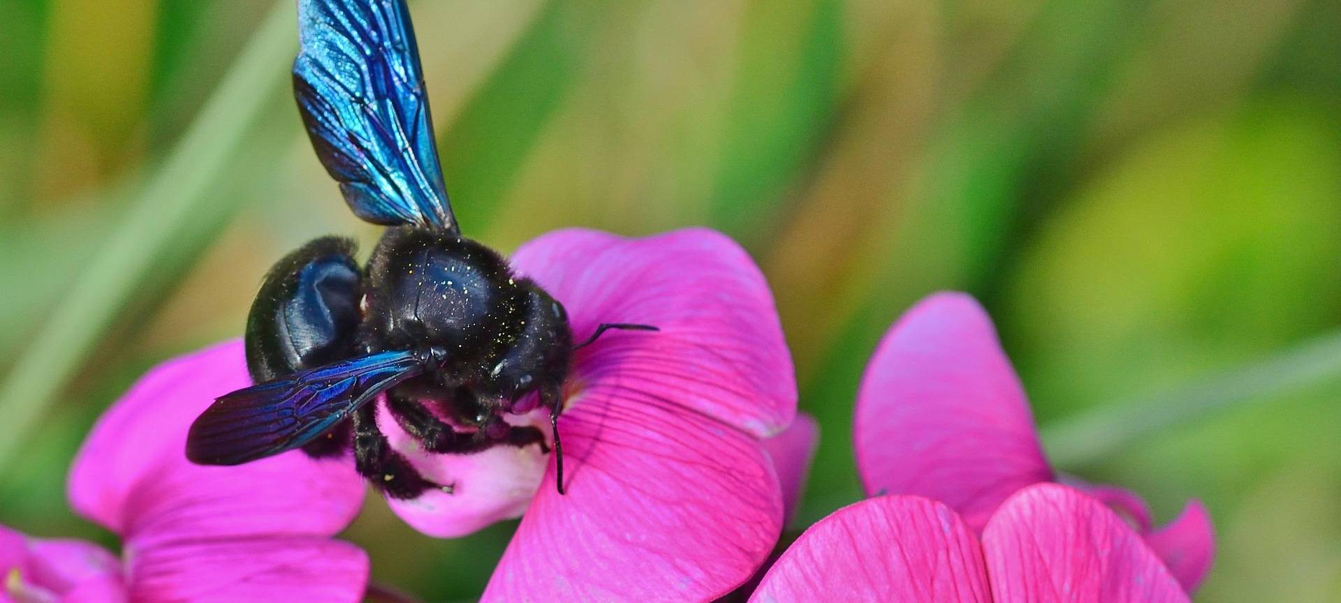 8 Fakten zum Weltbienentag
