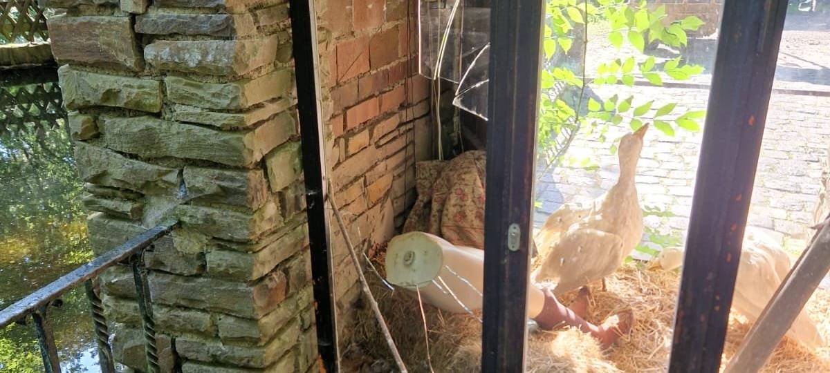 Altenberg: Gänsemagd zerstört, Rapunzels Haar abgerissen