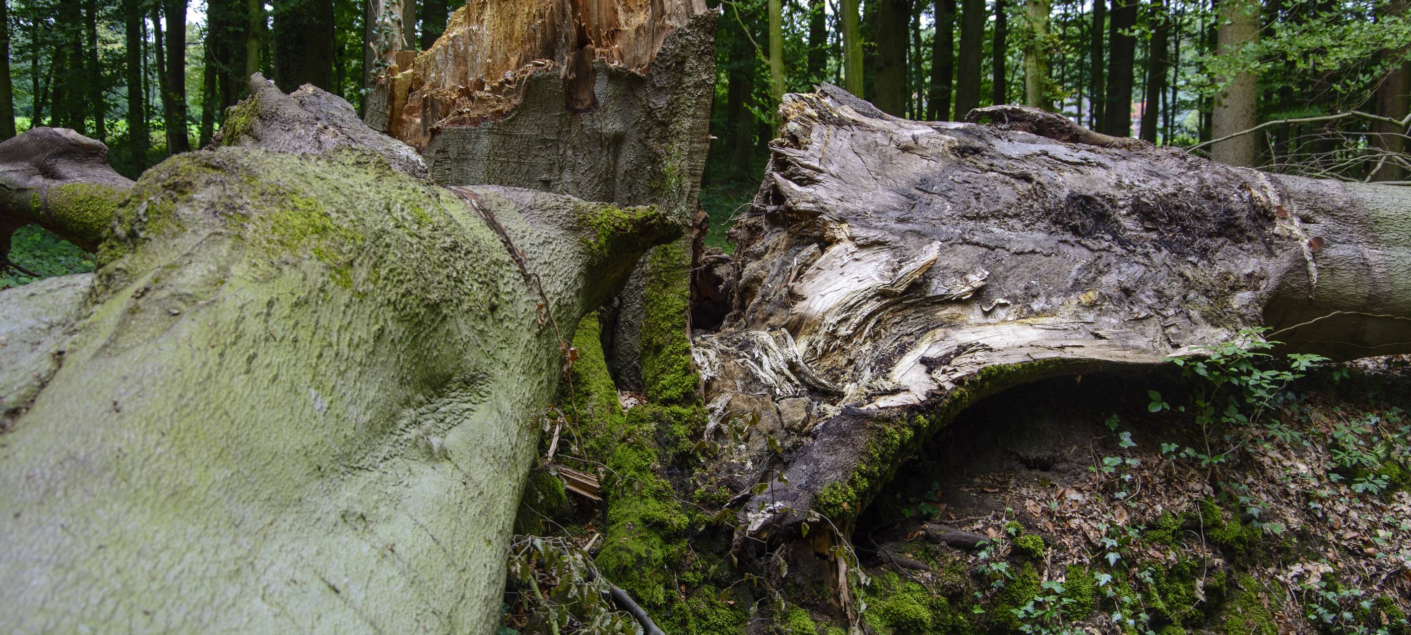 Bäume Sturm