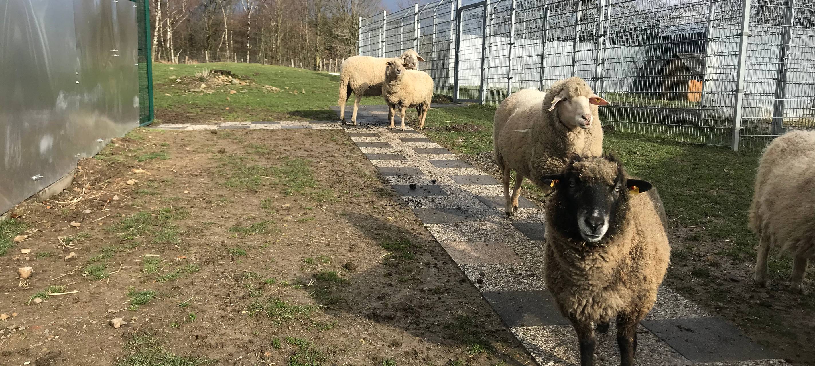 Kinder helfen Tieren