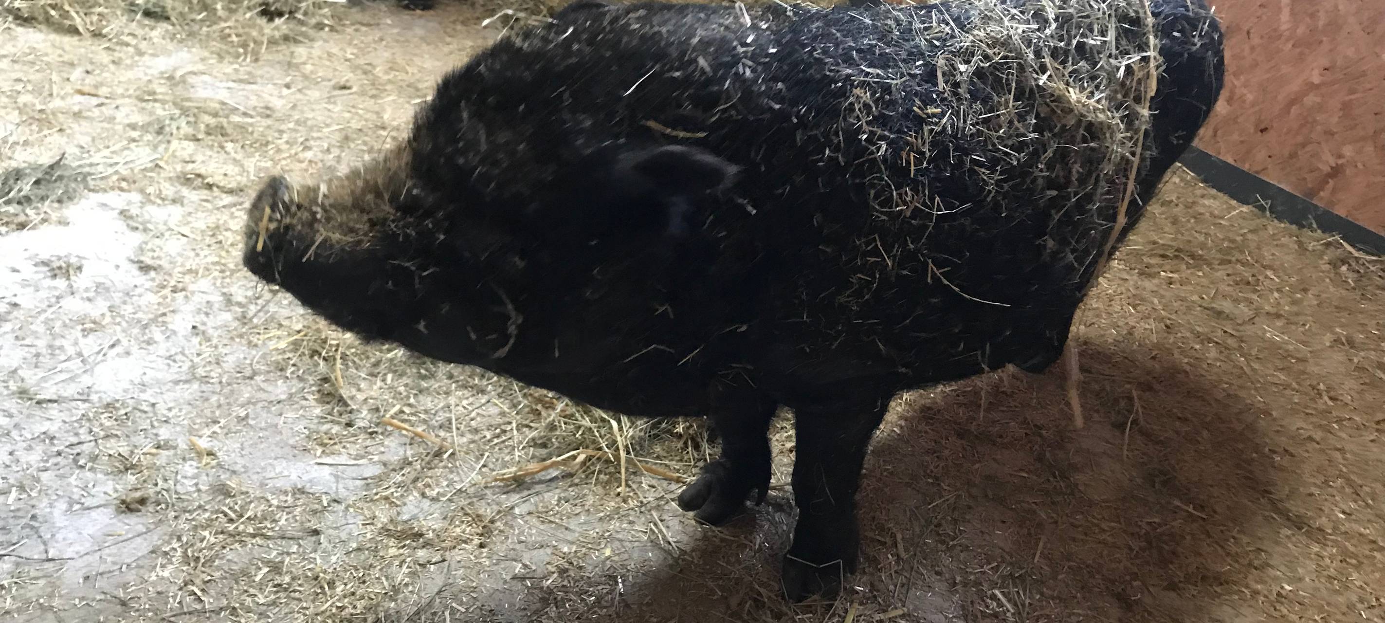 Kinder helfen Tieren