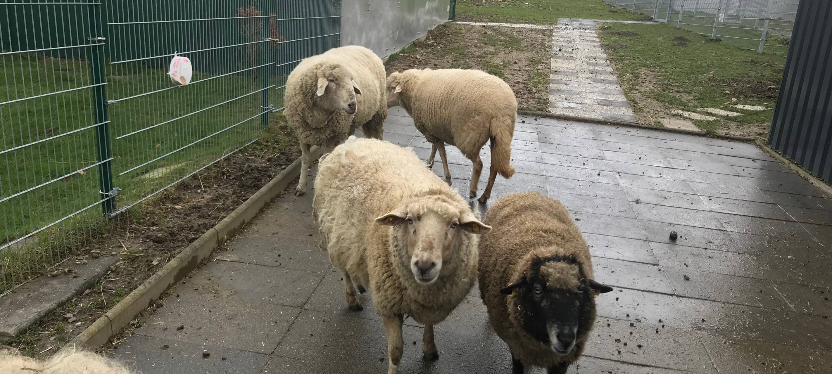 Kinder helfen Tieren
