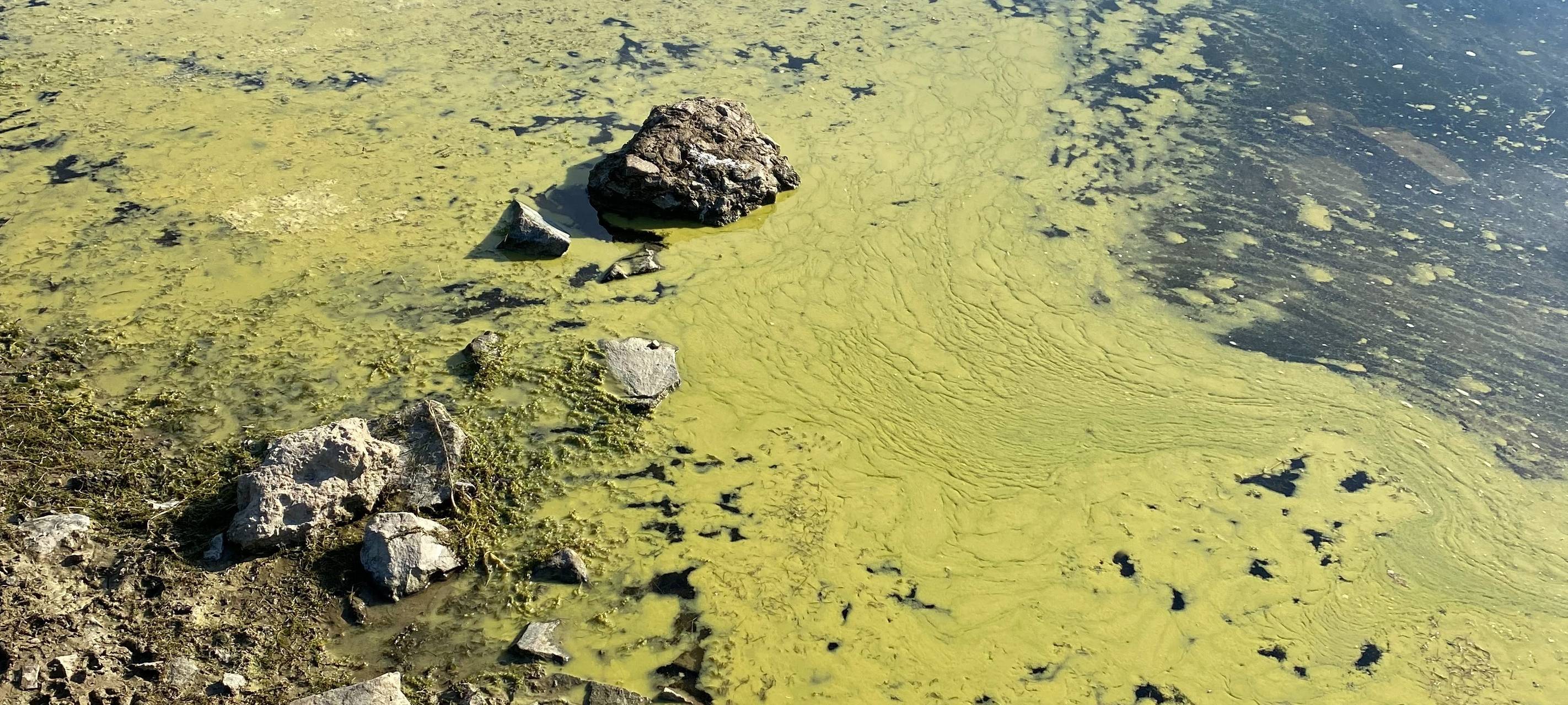 Hitzefolgen: Blaualgengefahr und Wasserentnahmeverbot