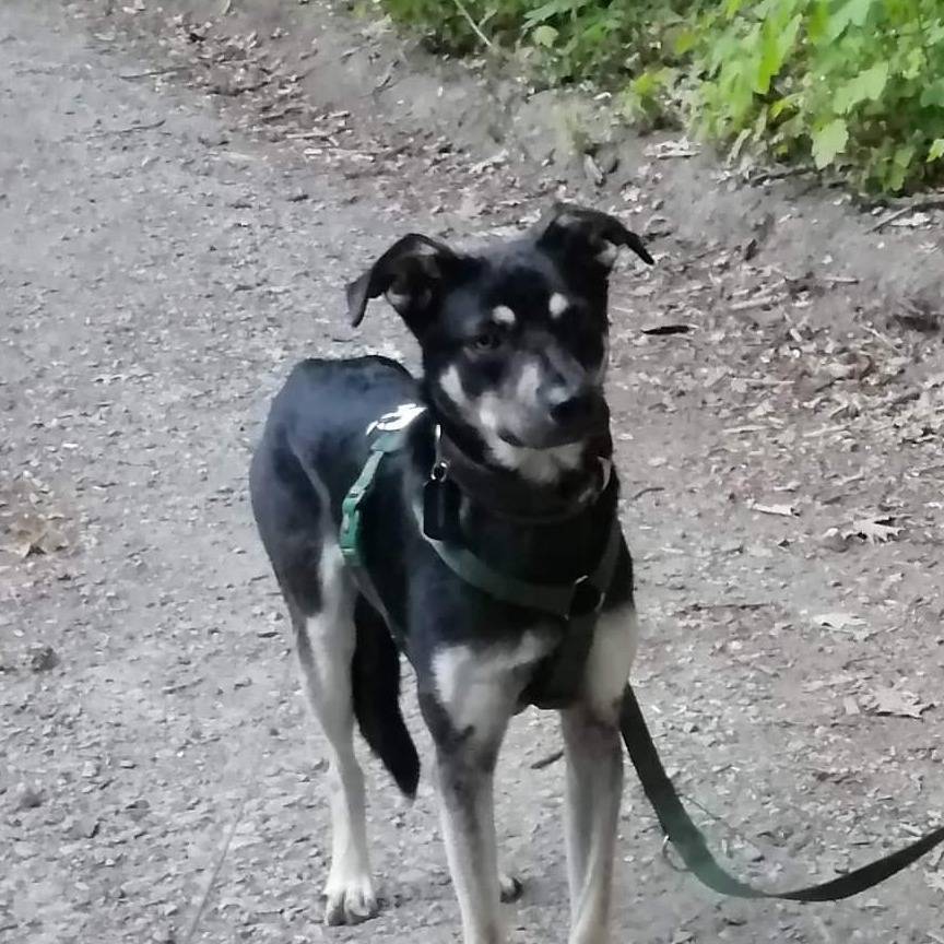 Hund Daka in Wermelskirchen vermisst Radio Berg