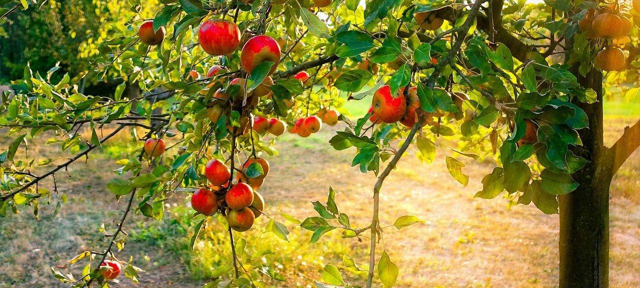 Apfelernte - Obstbauern beginnen mit Haupternte