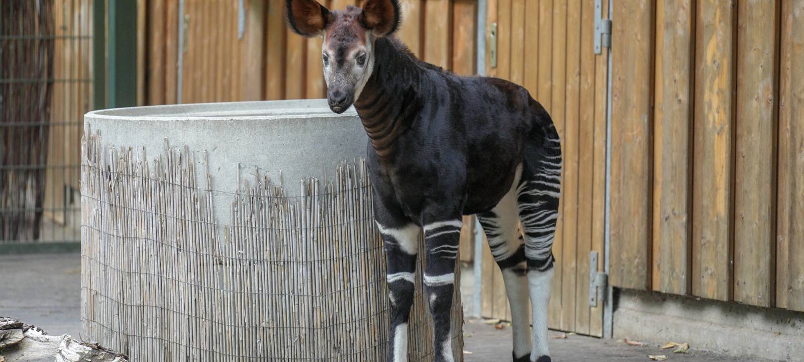 Kölner Zoo: Seltenes Okapi geboren