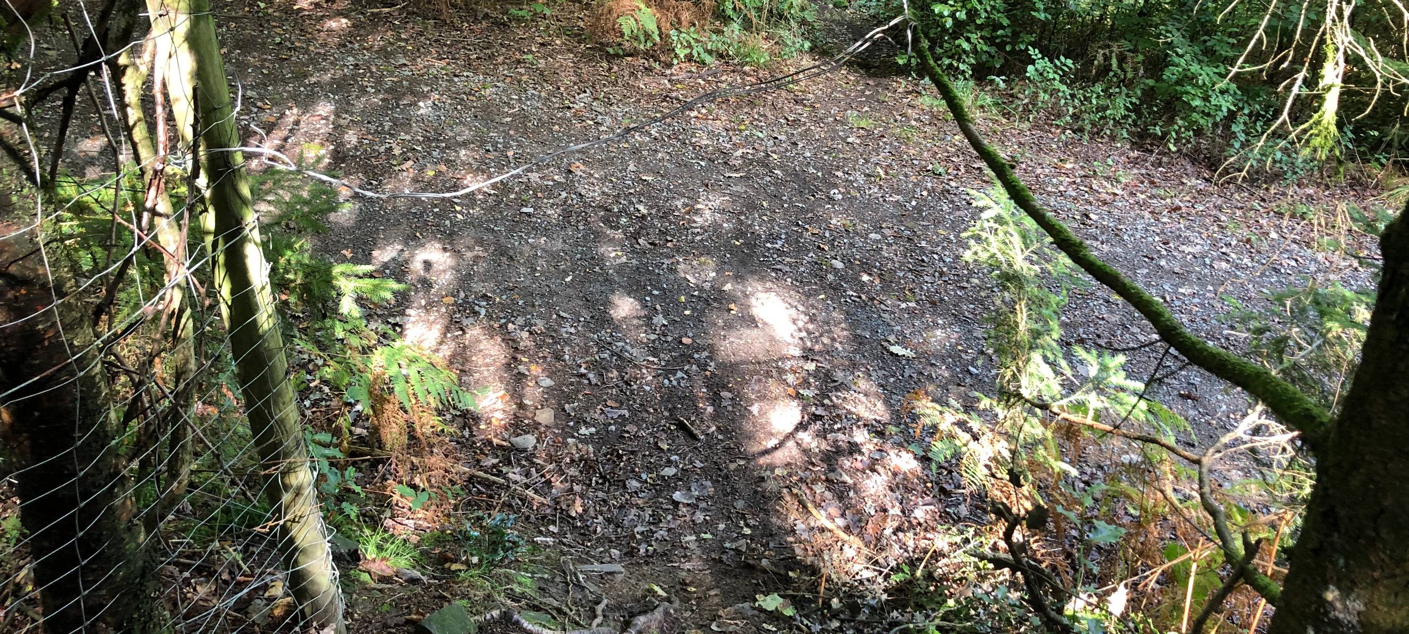Bergische Wälder freuen sich über Regen
