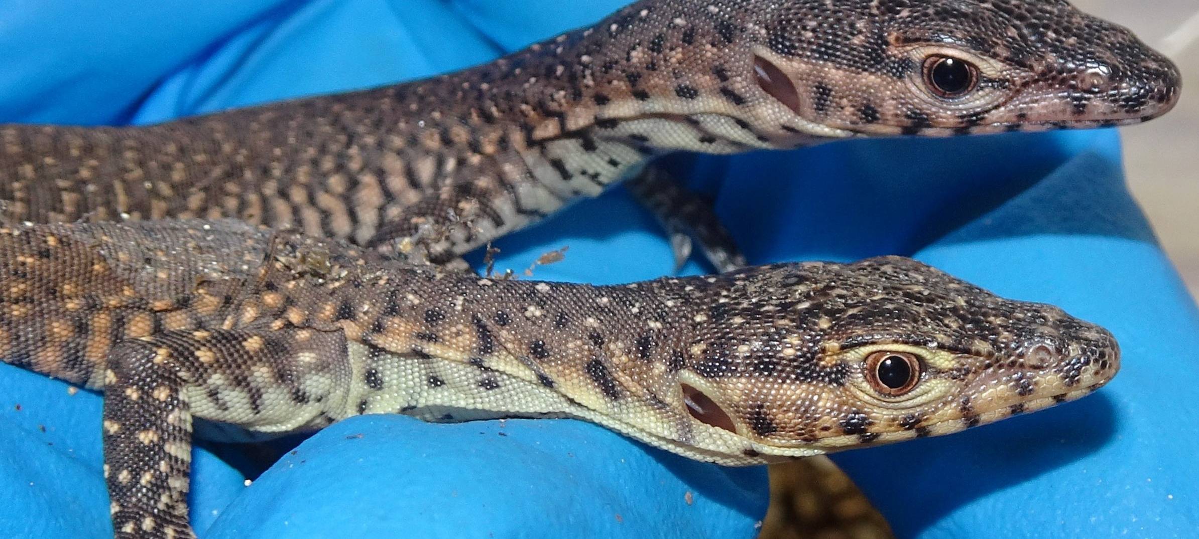 Seltene Doppelzucht im Kölner Zoo
