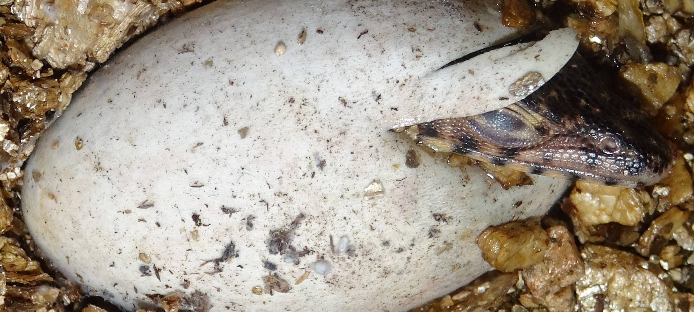 Seltene Doppelzucht im Kölner Zoo