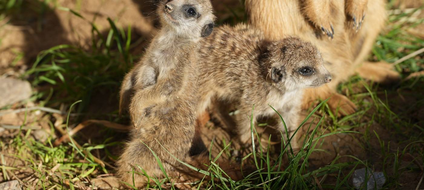 Kölner Zoo hat Erdmännchen-Nachwuchs