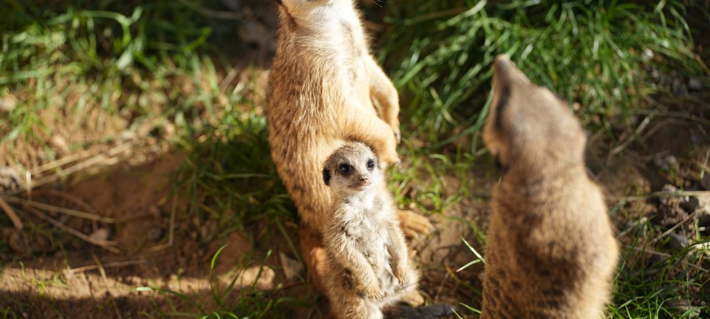 Kölner Zoo hat Erdmännchen-Nachwuchs