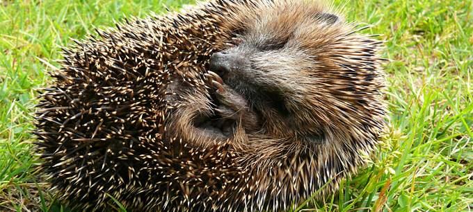 Kein NRW-Modell: Nachtfahrverbot für Mähroboter