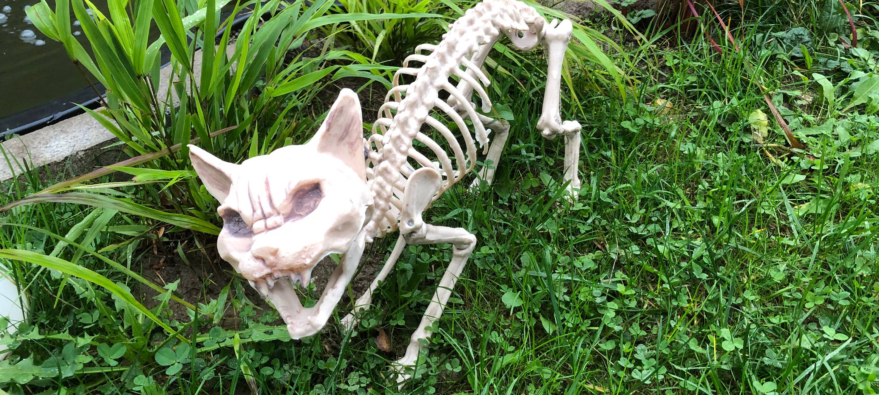 Halloween-Horrorhaus in Gummersbach-Elbach