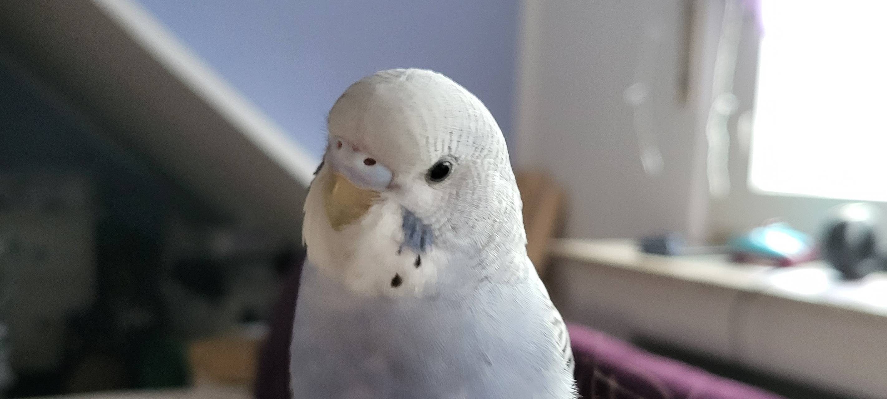 Wellensittich "Baby" aus Kürten-Olpe vermisst