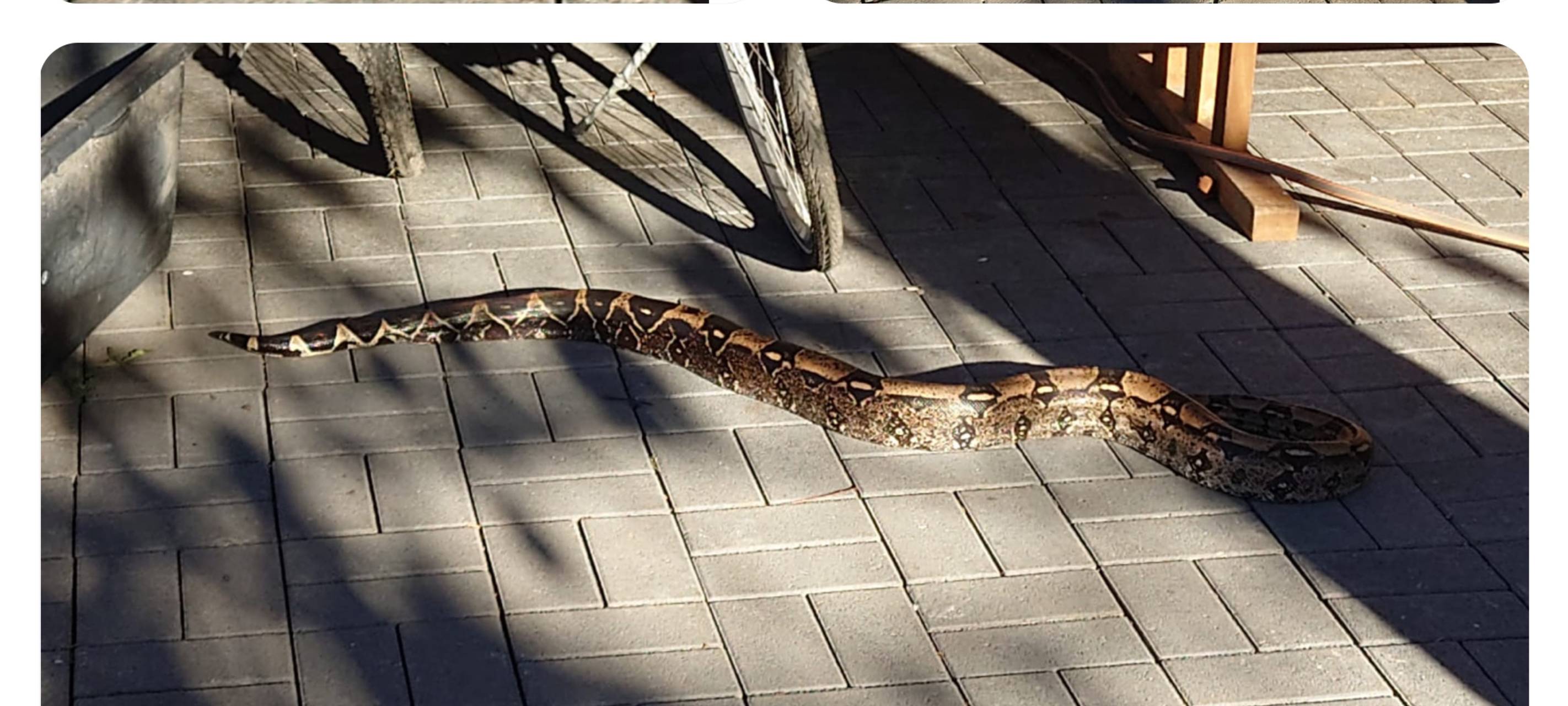 Schrecksekunde - Würgeschlange lag in Lindlar auf der Terrasse