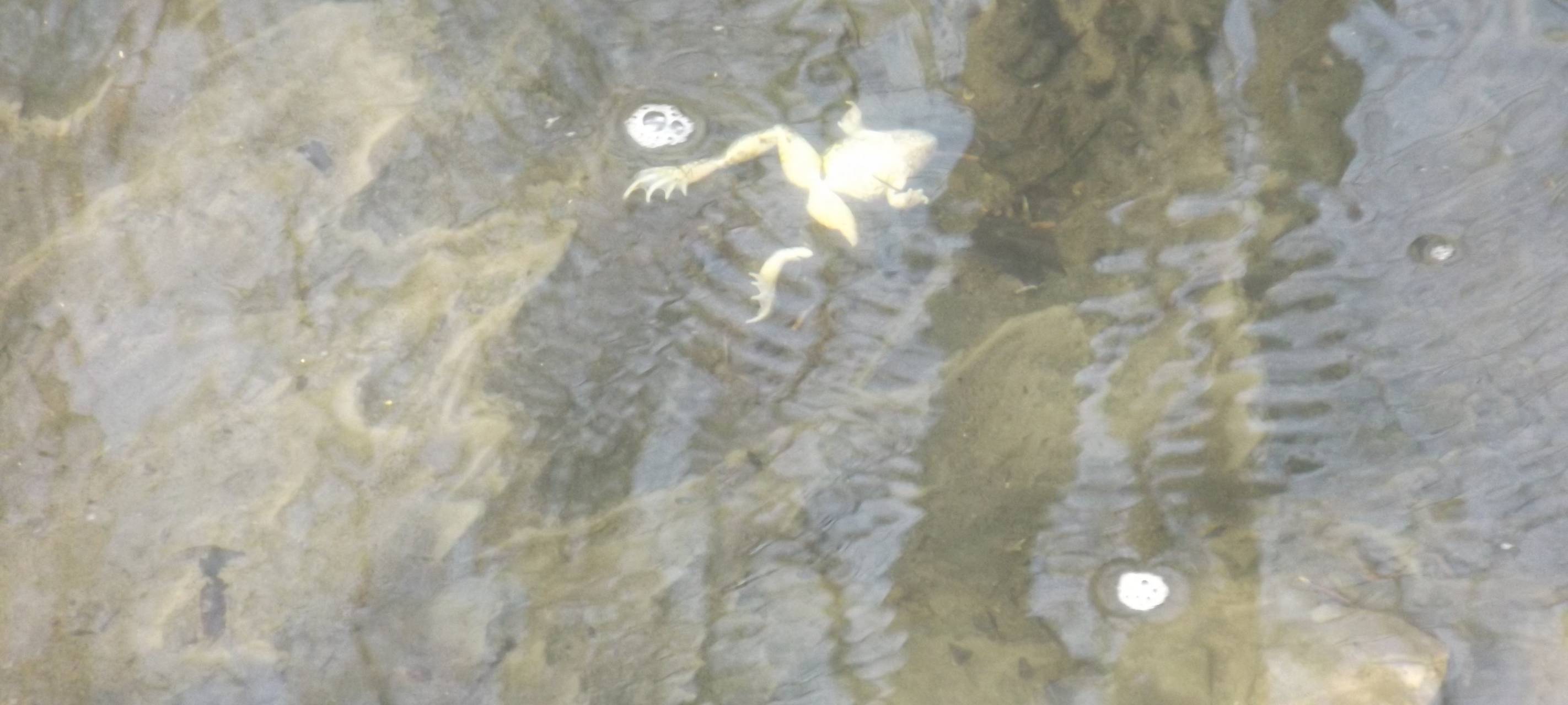 Gülle-Vorfall beschäftigt weiter Behörden