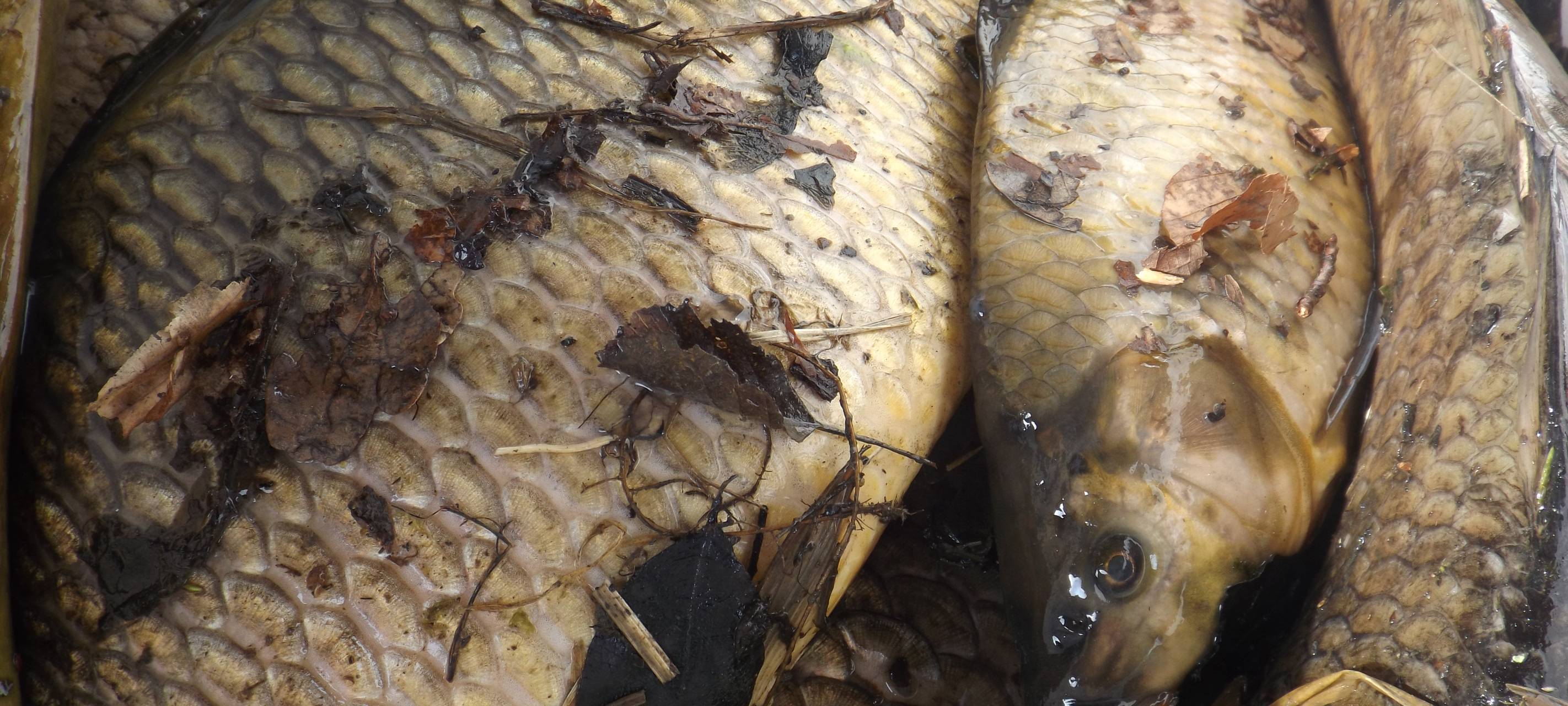 Ermittlungen nach Gülle-Unglück an der Neye