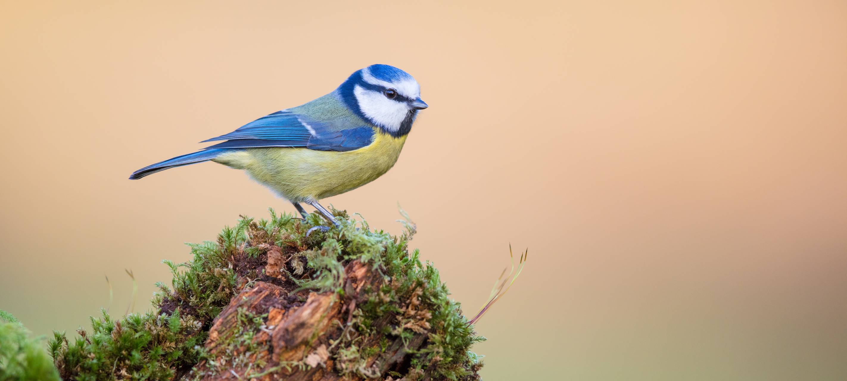Stunde der Wintervögel im Bergischen