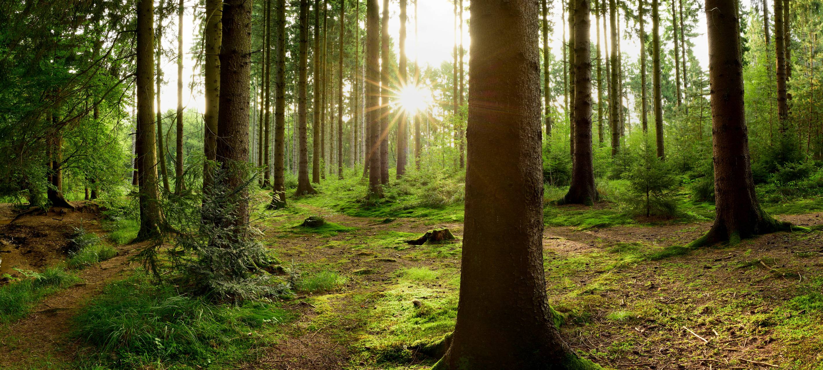 Wald Sonnenuntergang