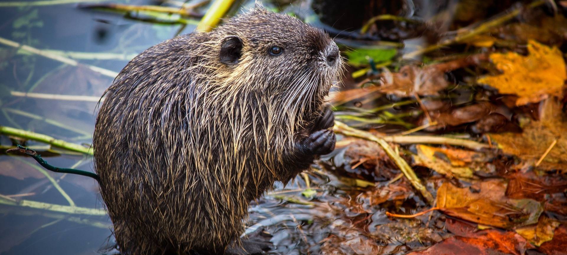 Nutrias auch im Bergischen unter Beobachtung