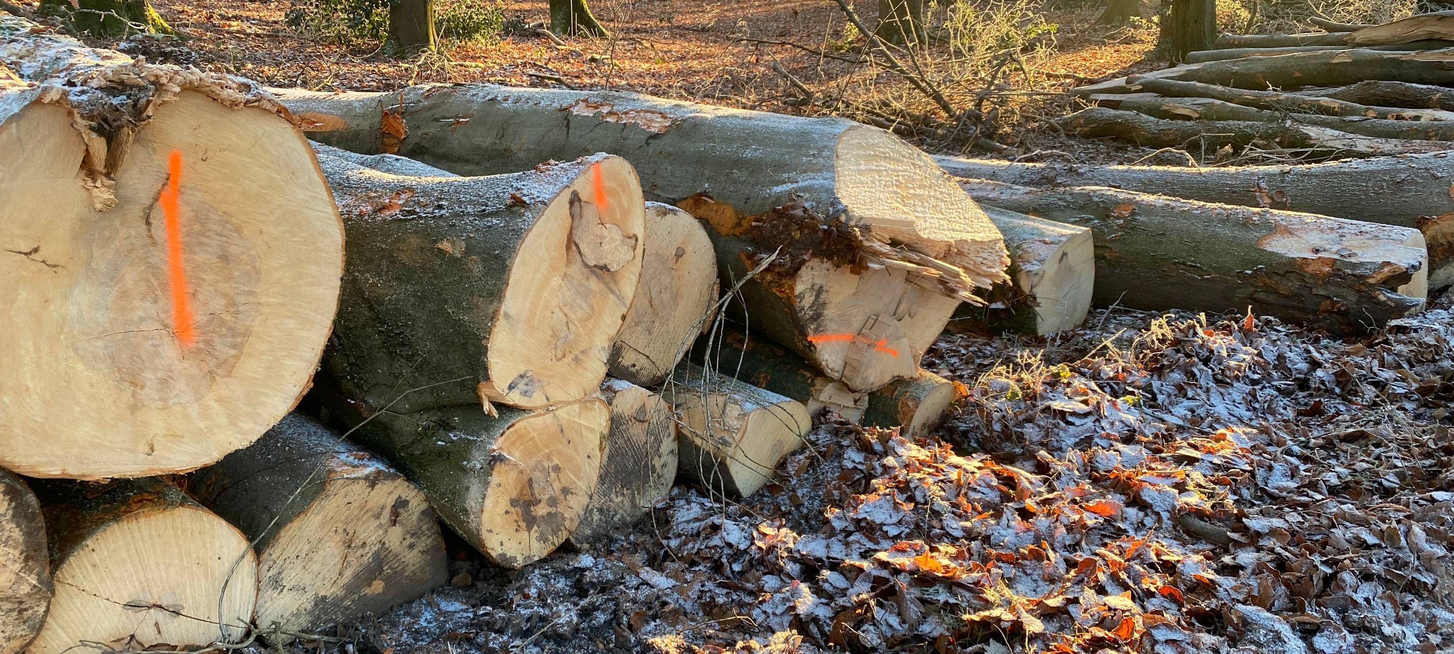 Holzmarkt: Preise haben sich wieder eingependelt