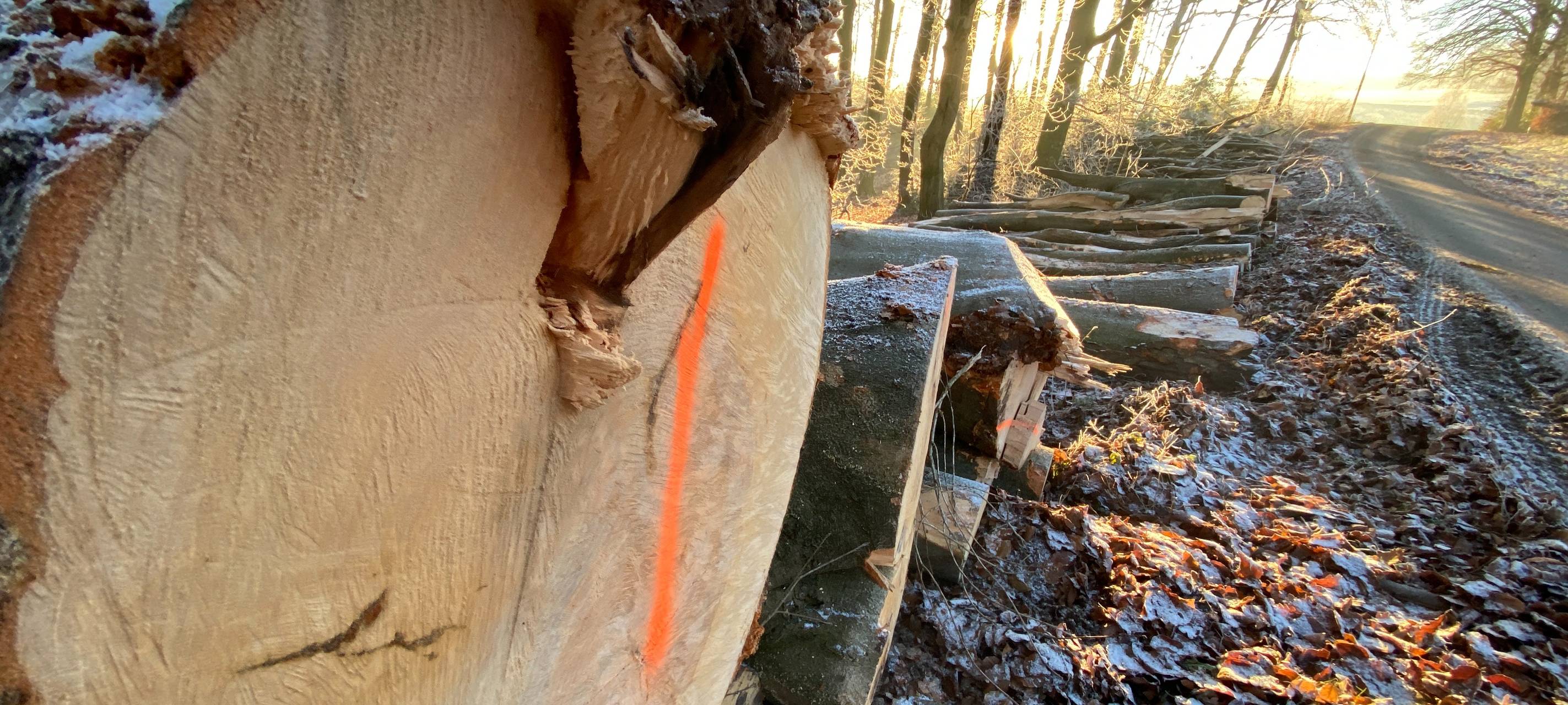 Holzmarkt: Vorbereitungen für Herbst und Winter laufen