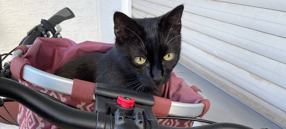Kater Max in Hand vermisst
