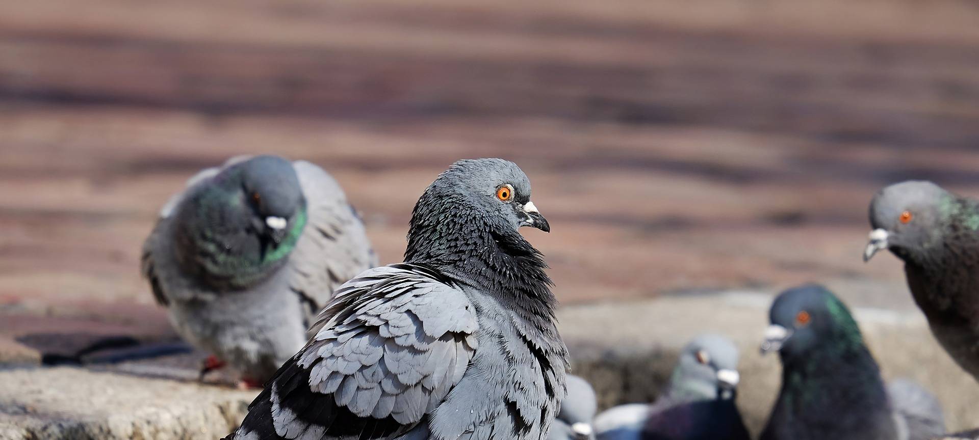 PETA fordert Tauben-Fütterungsverbot auszusetzen