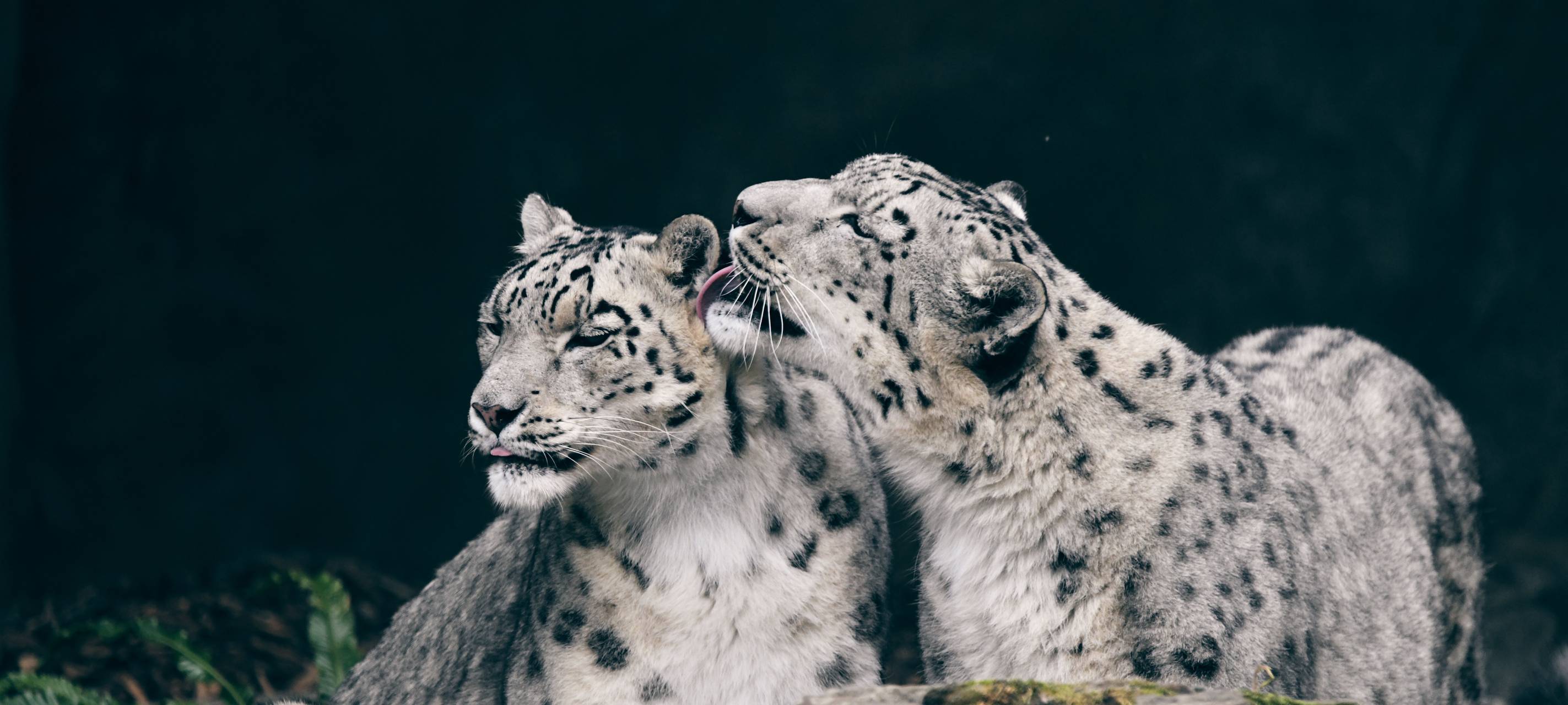 Kölner Zoo zieht Jahresbilanz