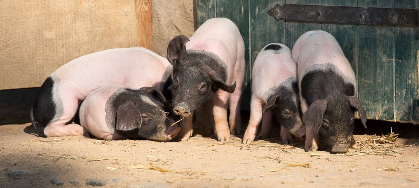 Kölner Zoo: 10 "Neujahrs-Ferkel"