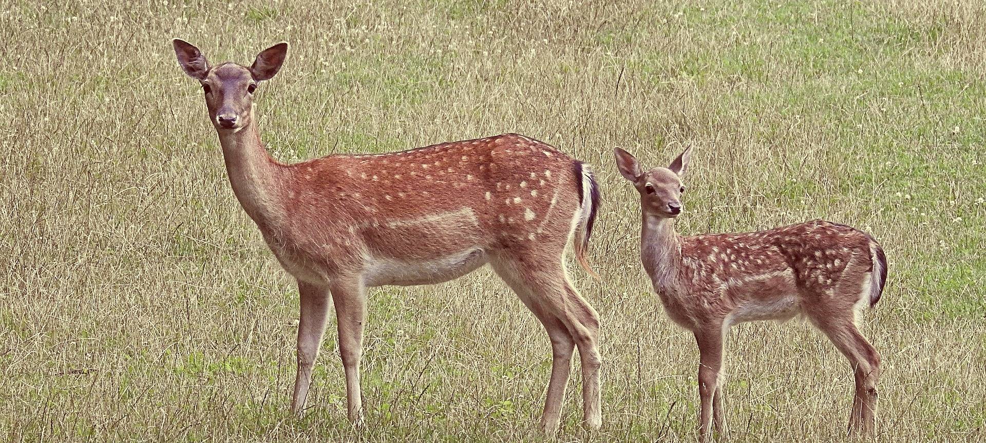 Wildunfälle – Gefahr im April und Mai besonders hoch