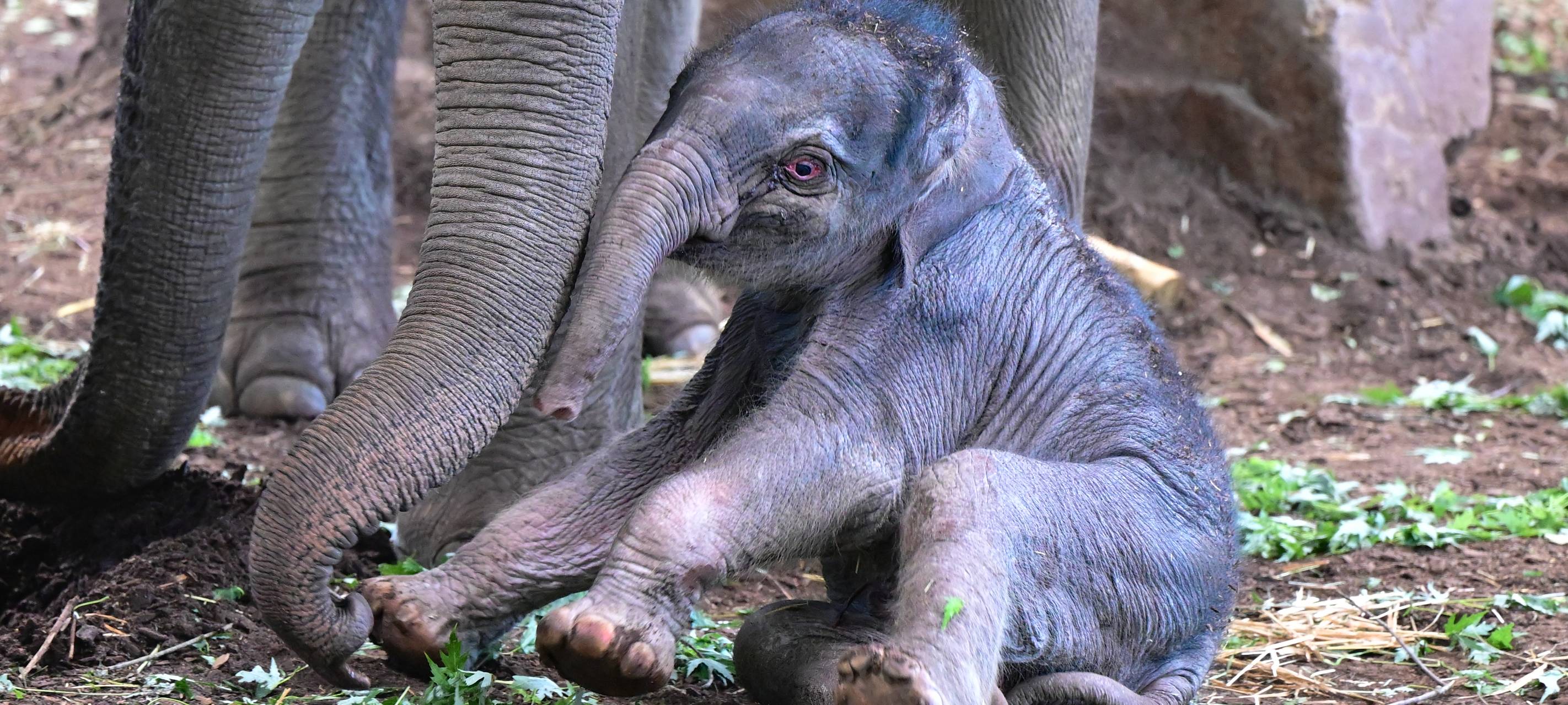 Kölner Zoo: Elefantenbaby hat einen Namen