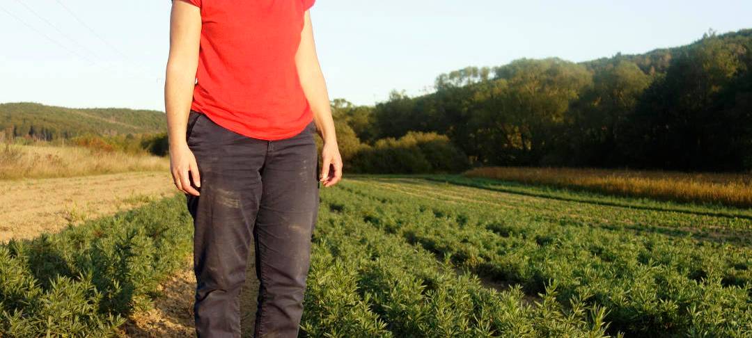 Krautpunk - abgefahrene Gewürze aus Nümbrecht