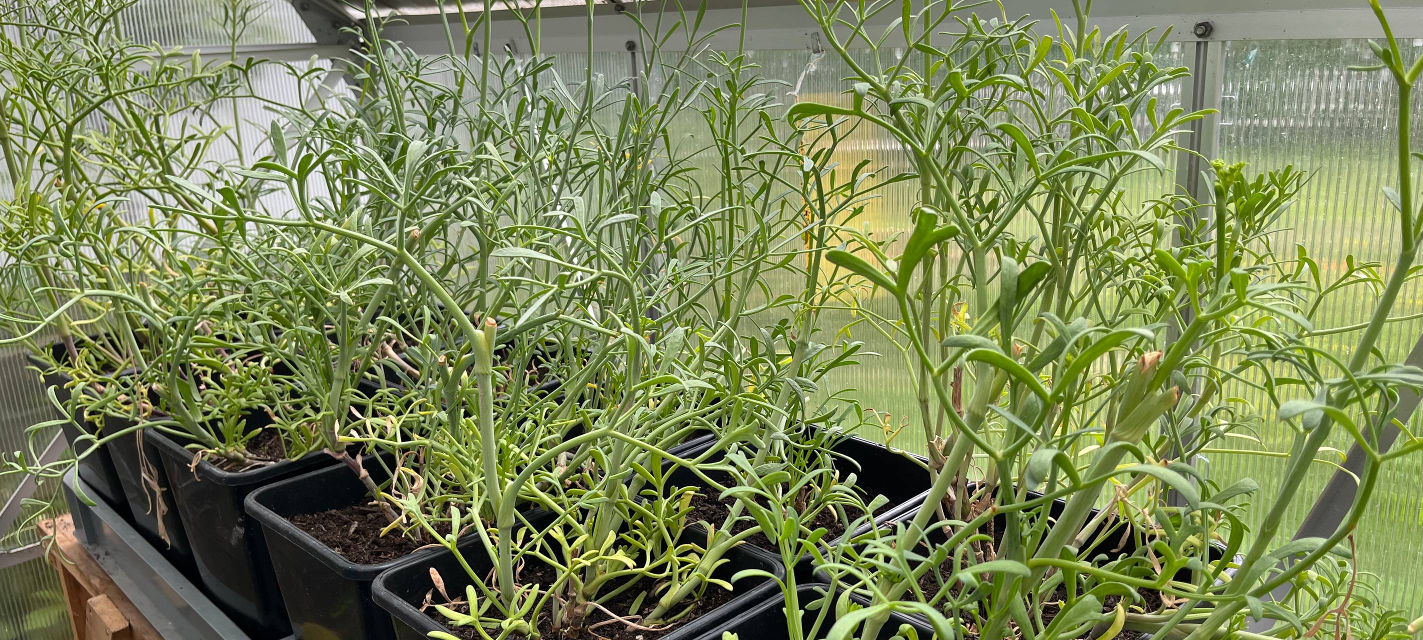 Krautpunk - abgefahrene Gewürze aus Nümbrecht