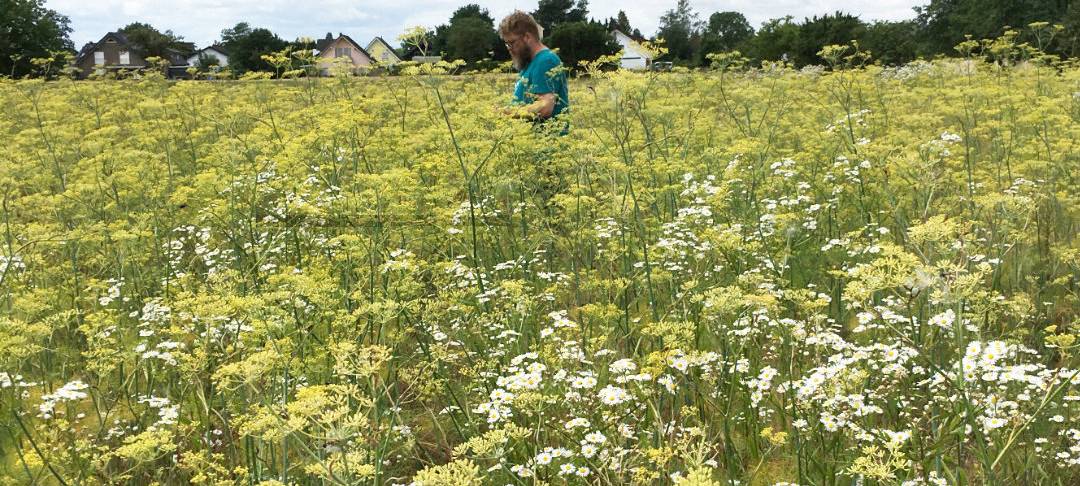 Krautpunk - abgefahrene Gewürze aus Nümbrecht