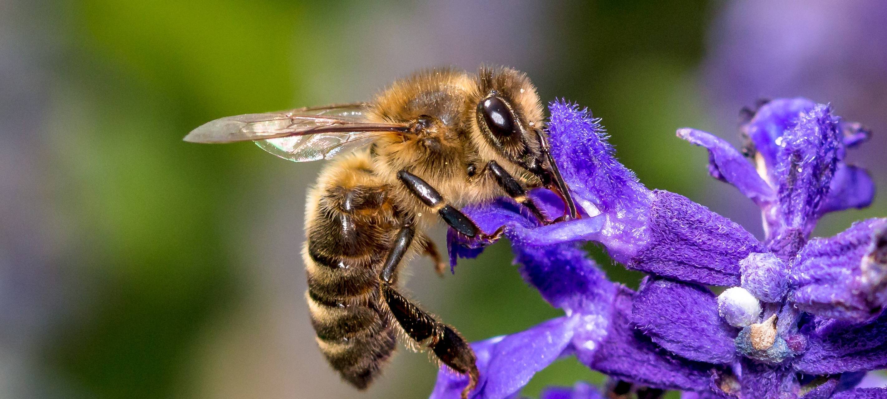 Amerikanische Faulbrut in Nümbrecht