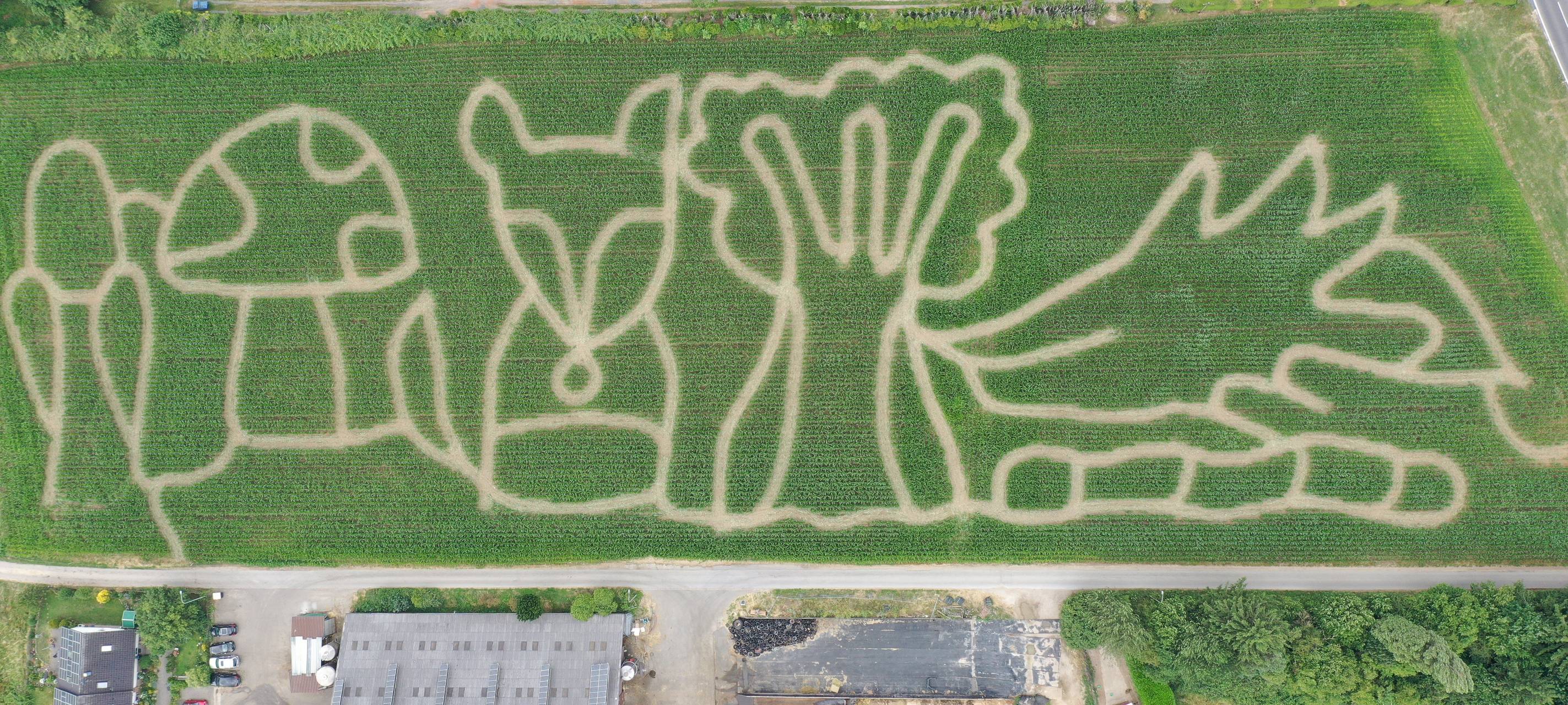 Maislabyrinth in Leichlingen
